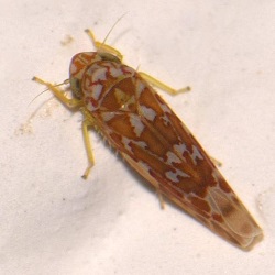 Tautoneura polymitusa